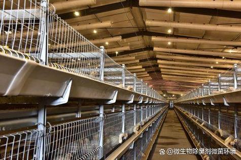 畜禽粪污处理利用 从臭气之源到资源之宝